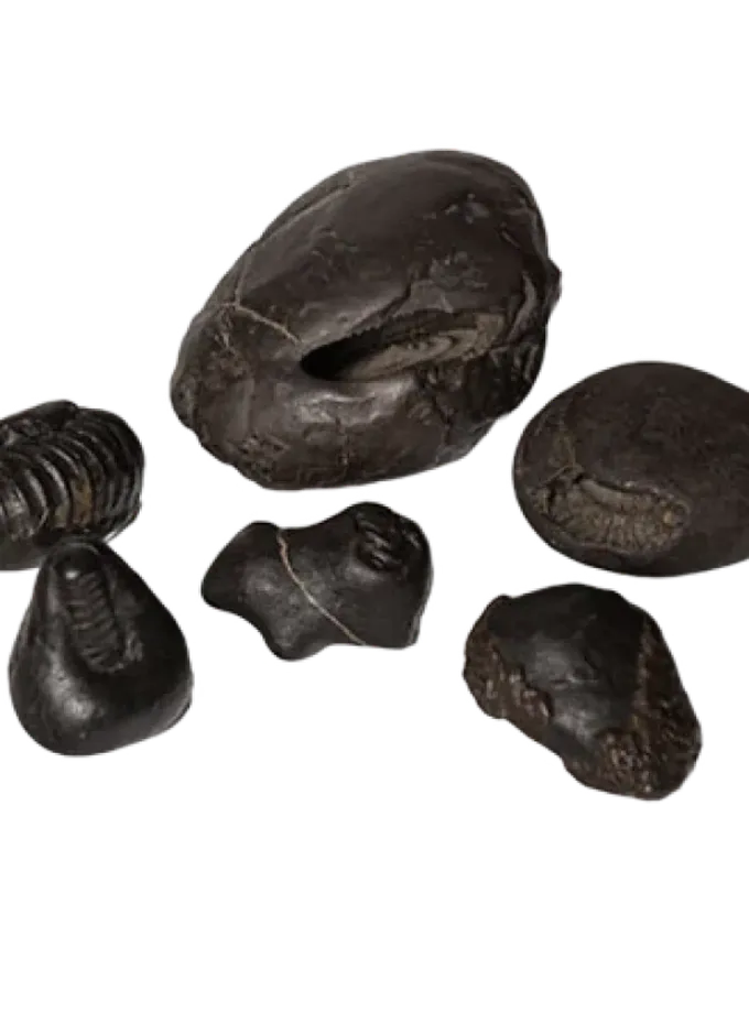 Rudraksha Dashavatar Shaligram Package On Sale