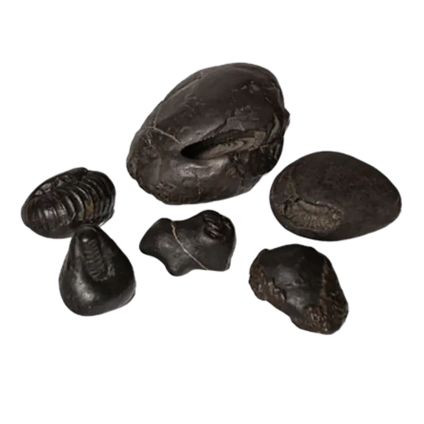 Rudraksha Dashavatar Shaligram Package On Sale