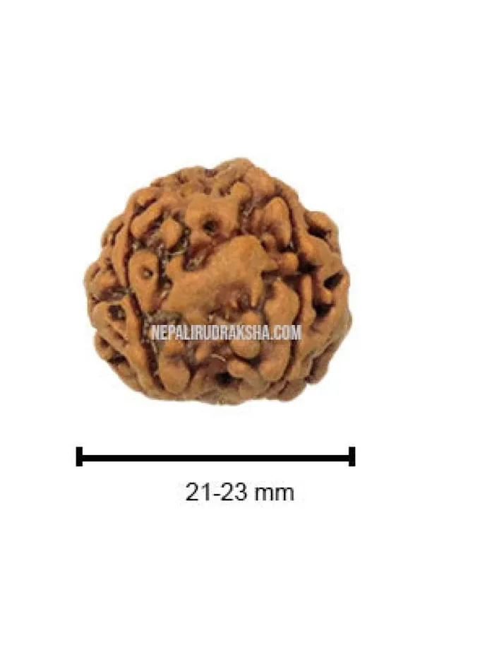 Rudraksha Five Mukhi Free shipping