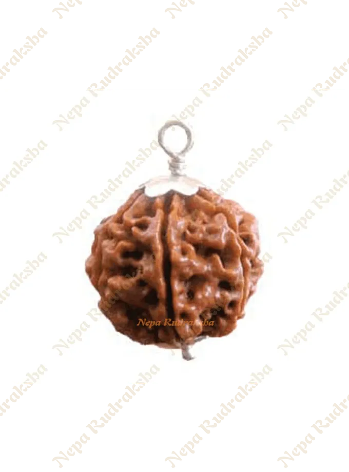 Rudraksha Five Mukhi Free shipping