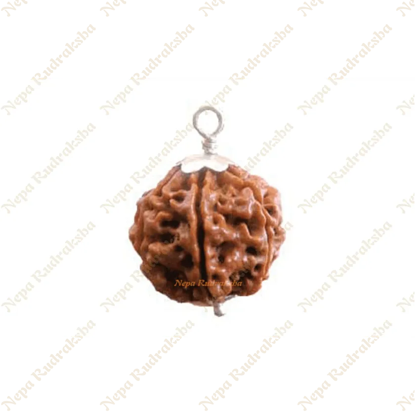 Rudraksha Five Mukhi Free shipping