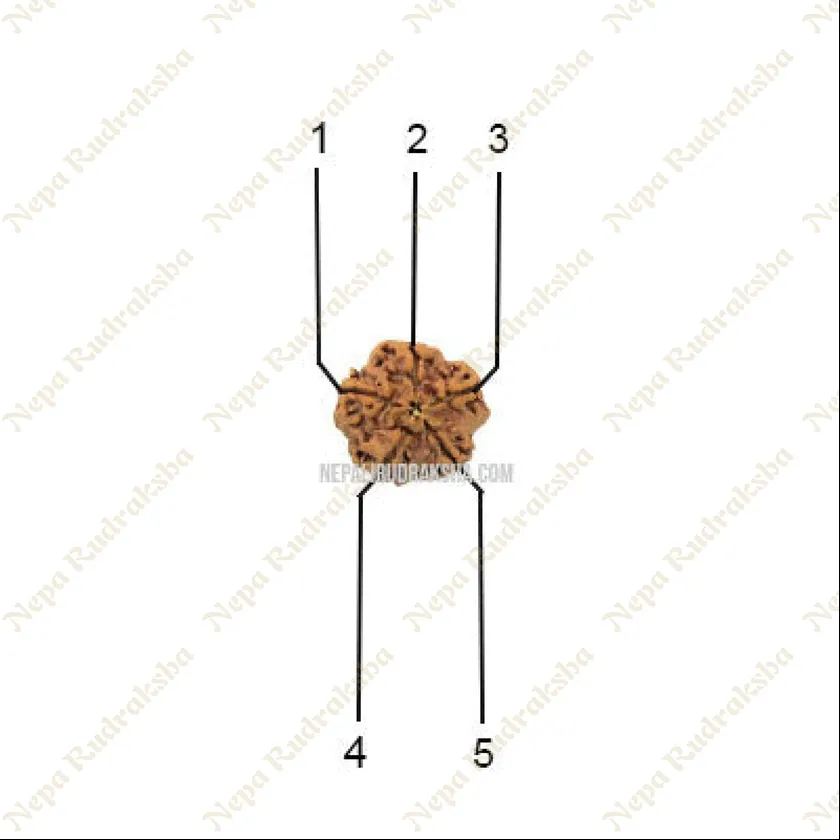 Rudraksha Five Mukhi Free shipping