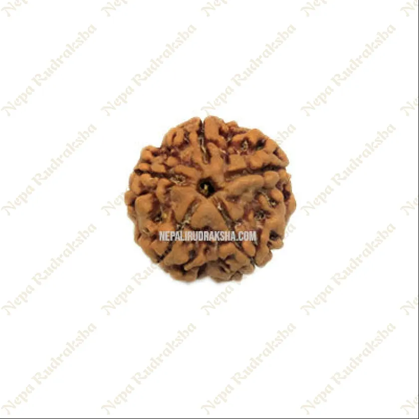 Rudraksha Five Mukhi Free shipping