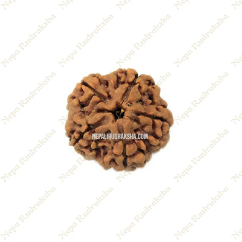 Rudraksha Five Mukhi Free shipping