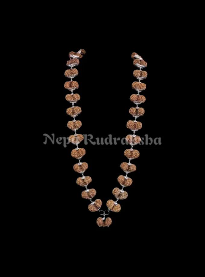 Rudraksha Gauri Shankar Siddha Mala On Sale