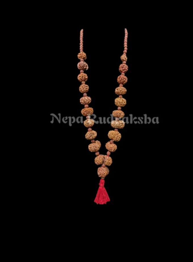 Rudraksha Gayatri Siddha Mala Free shipping