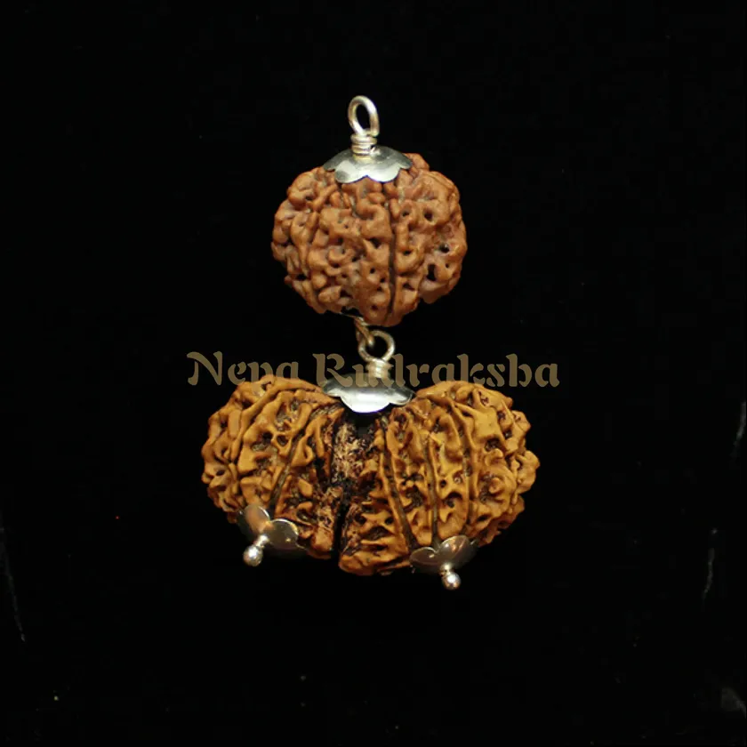 Rudraksha Gemini (Mithun) Combination High Quality