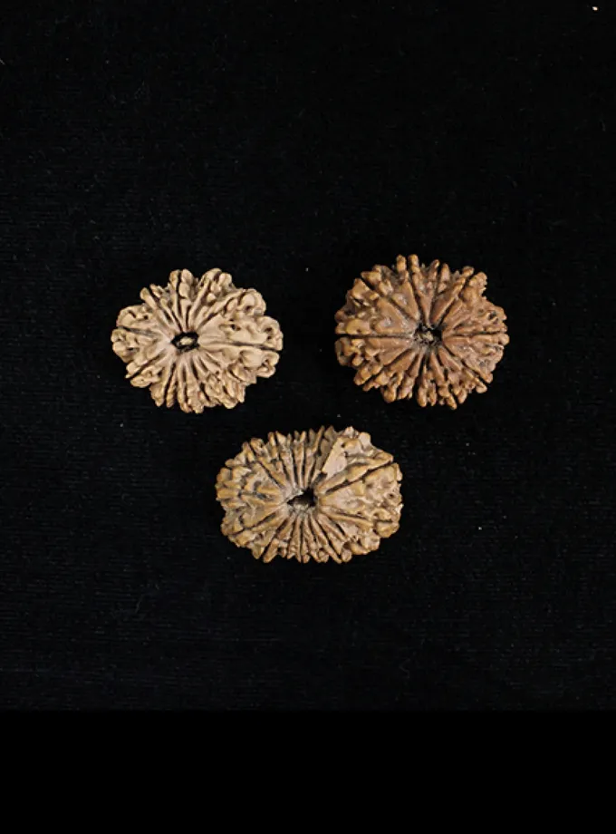 Rudraksha Jaya Vijaya Combination (Victory and Conquer) On Sale