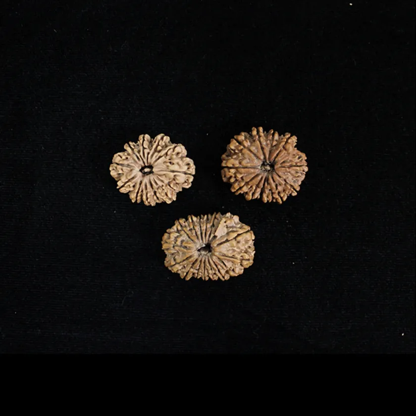 Rudraksha Jaya Vijaya Combination (Victory and Conquer) On Sale