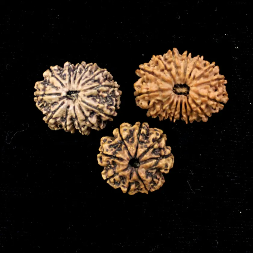 Rudraksha Karya Siddhi Combination (Success and completion) New Arrival