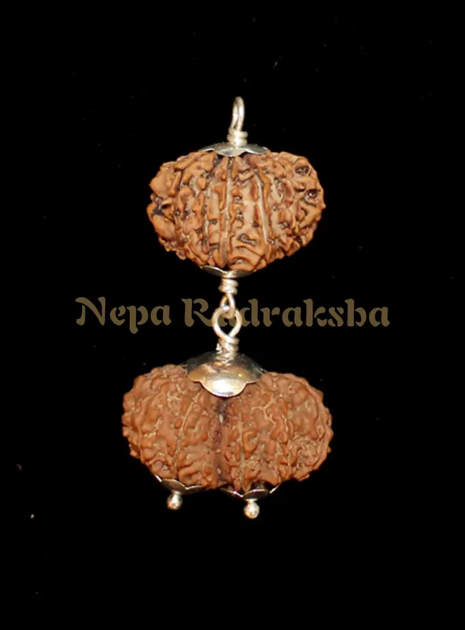 Rudraksha Leo (Simha) Combination High Quality