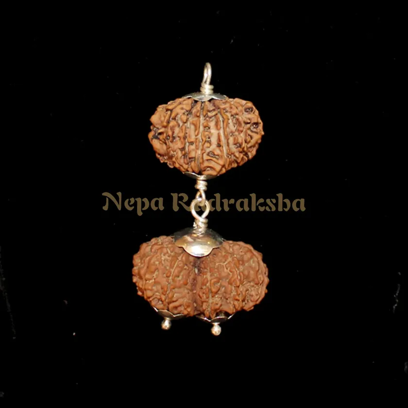 Rudraksha Leo (Simha) Combination High Quality