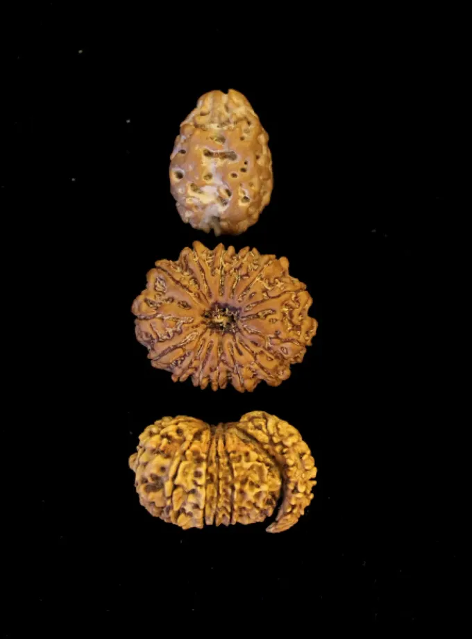 Rudraksha Mokshya Pradayaka Combination (Mukti/Nirvana) New Arrival