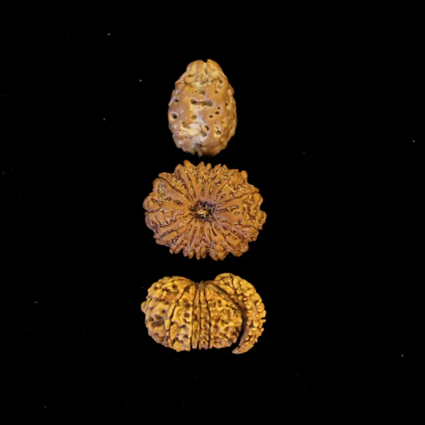 Rudraksha Mokshya Pradayaka Combination (Mukti/Nirvana) New Arrival