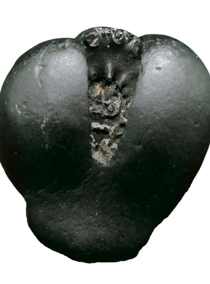 Rudraksha Narasimha Shaligram Best Buy