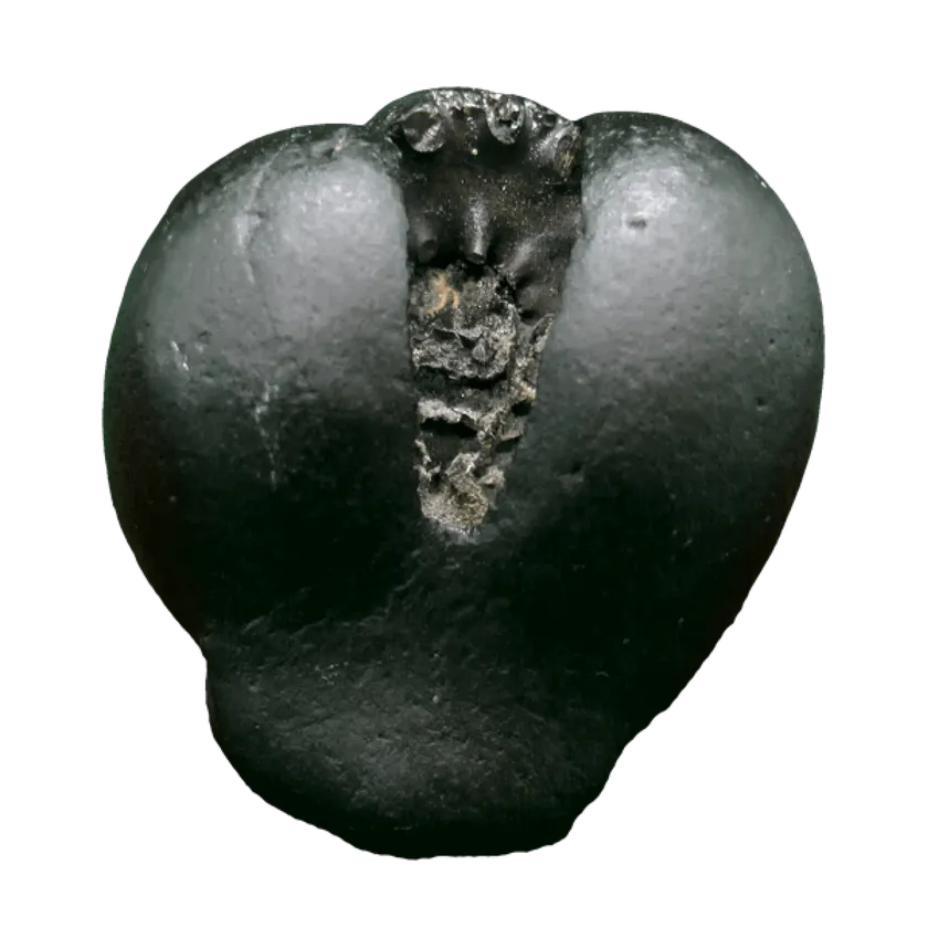 Rudraksha Narasimha Shaligram Best Buy