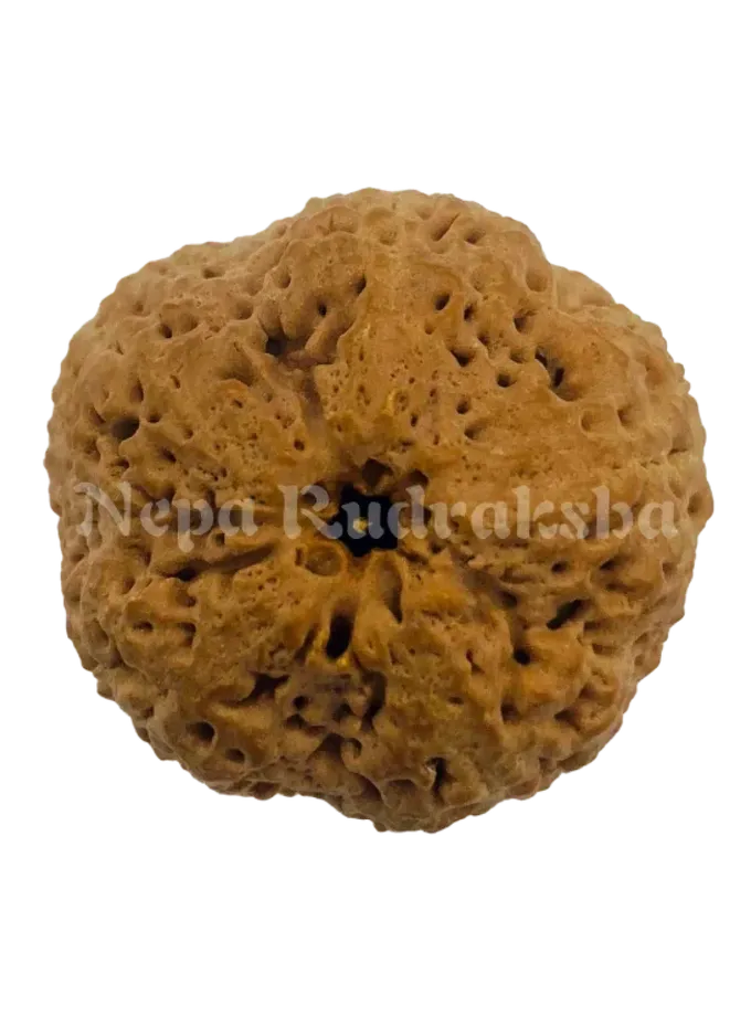 Rudraksha Nirakar (0 Mukhi) Round Best Buy