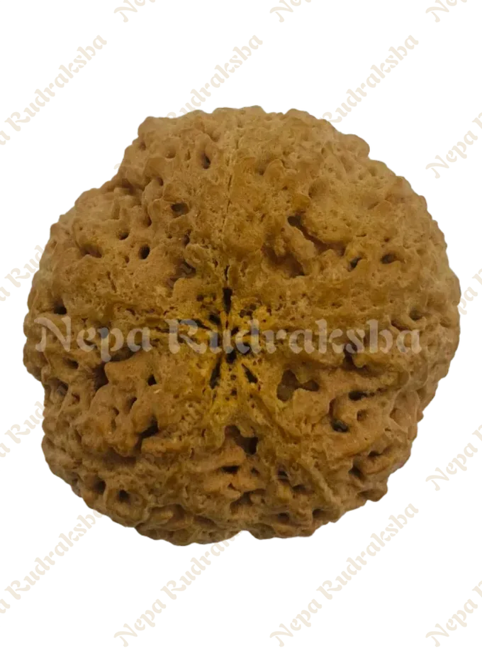 Rudraksha Nirakar (0 Mukhi) Round Best Buy