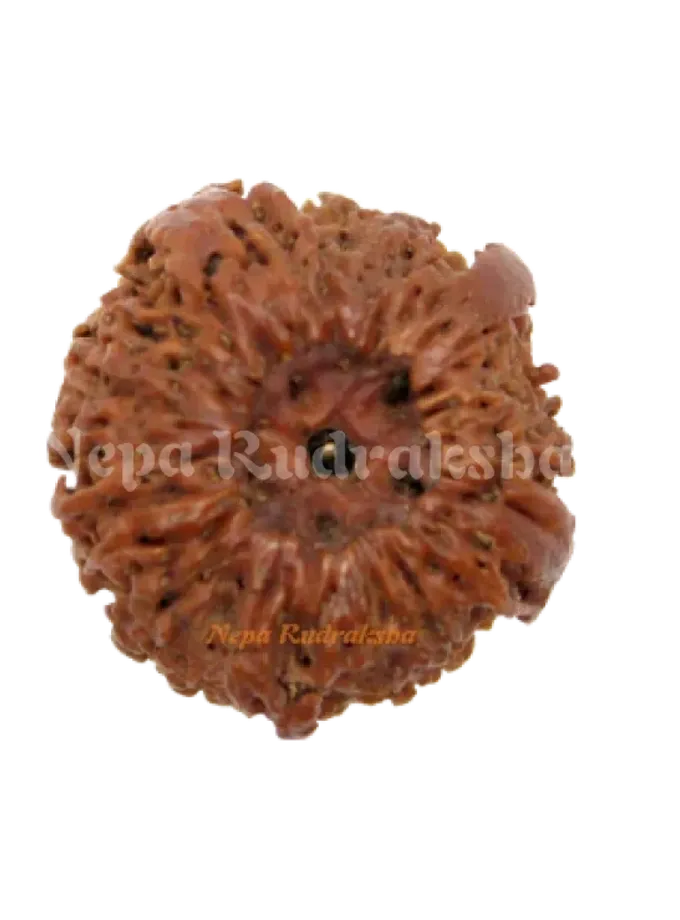 Rudraksha Nirakar (Annapurna) Round For Sale