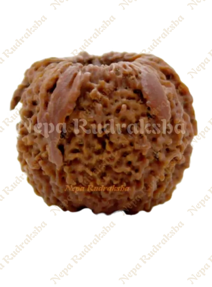 Rudraksha Nirakar (Annapurna) Round For Sale