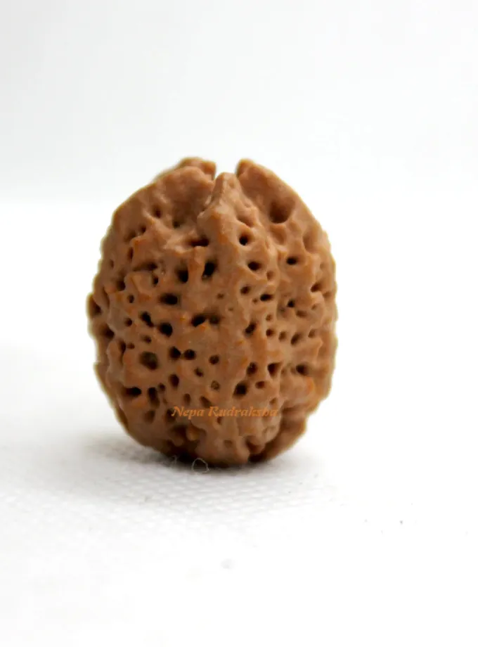 Rudraksha Nirakar Naag Free shipping