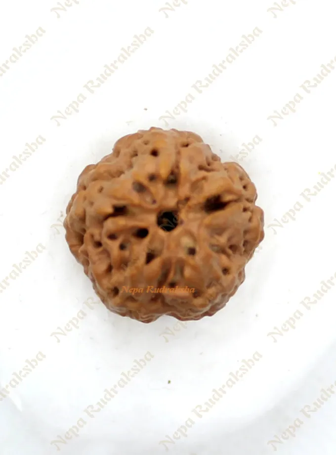 Rudraksha Nirakar Naag Free shipping