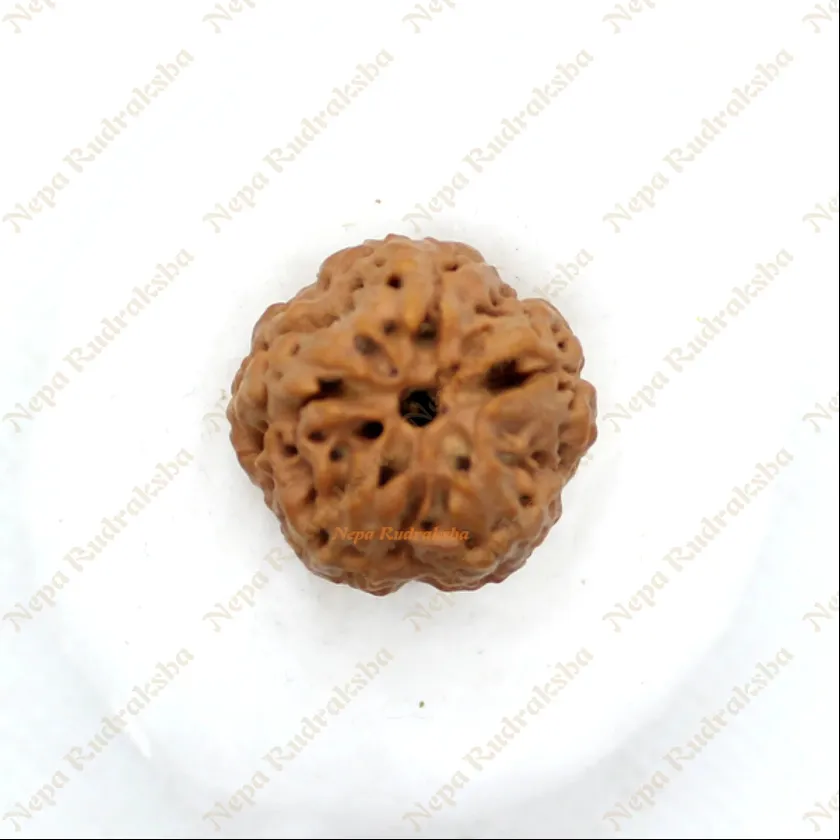 Rudraksha Nirakar Naag Free shipping