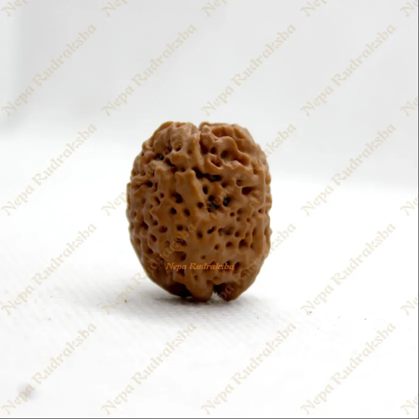 Rudraksha Nirakar Naag Free shipping