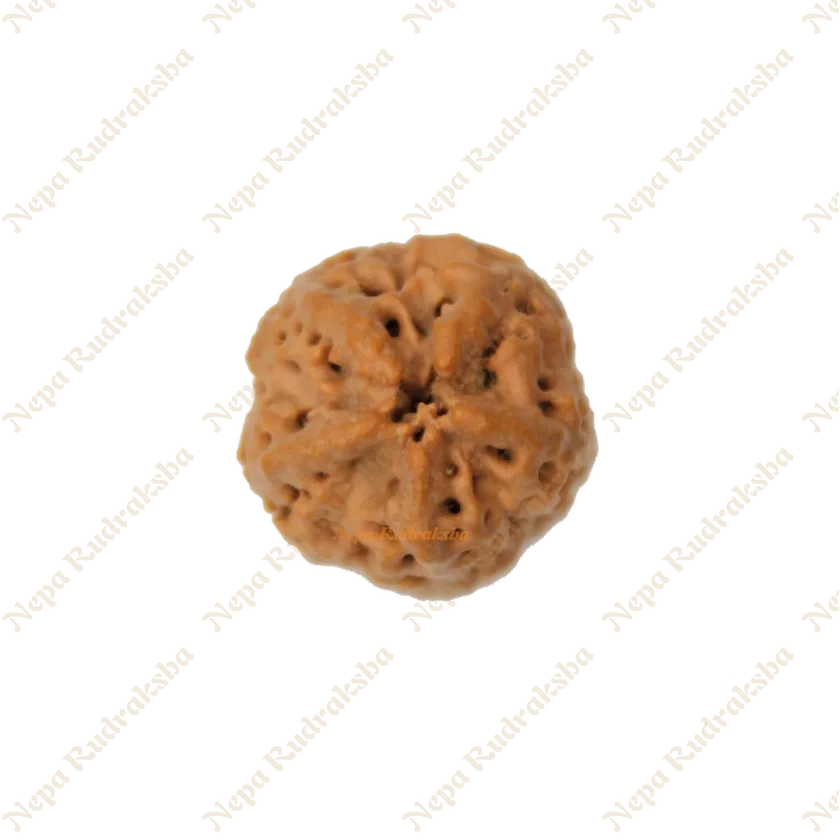 Rudraksha Nirakar Naag Free shipping