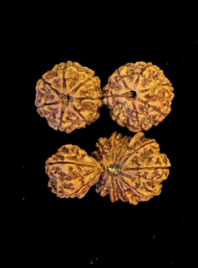 Rudraksha Sambandha Siddhi Combination (relationship Strengthening) For Sale