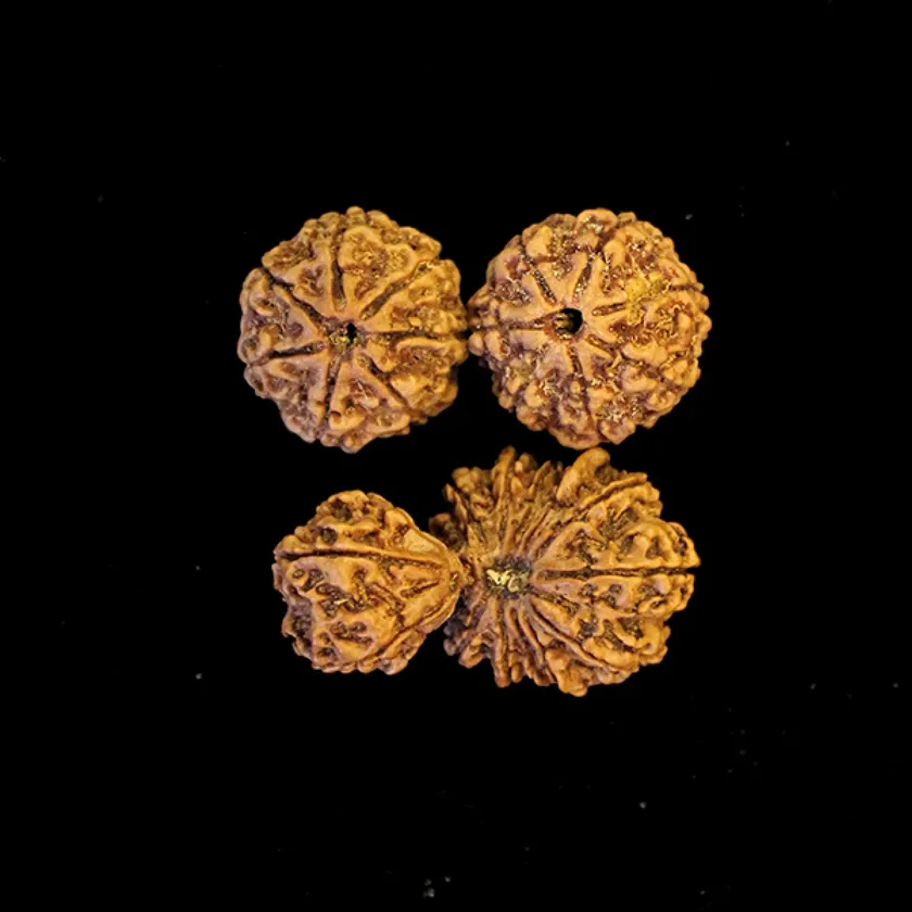 Rudraksha Sambandha Siddhi Combination (relationship Strengthening) For Sale