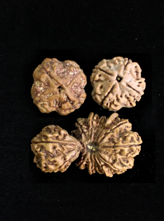 Rudraksha Santana Laxmi Combination (Birth Support) For Sale