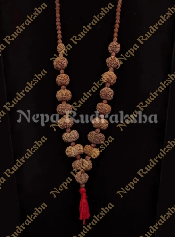 Rudraksha Sarva Siddha Mala High Quality