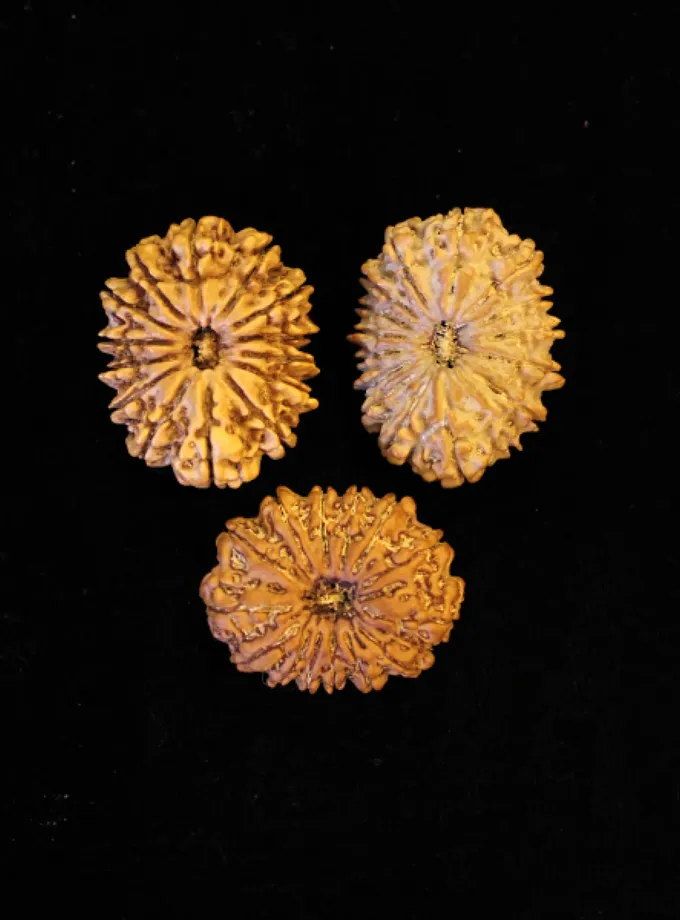 Rudraksha Shiva Mrityunjaya Combination (Health and Stress) Same Day Delivery