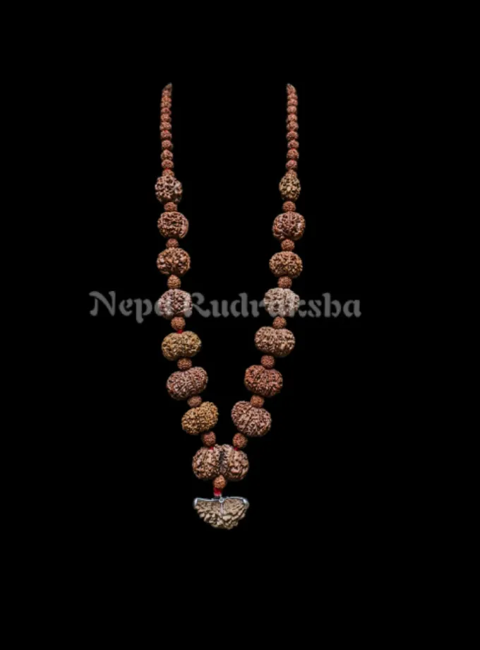 Rudraksha Siddha Mala (Economy) High Quality