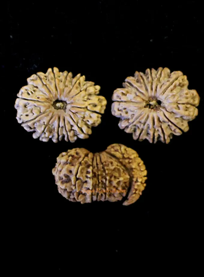 Rudraksha Surya (Sun) Mahadasha On Sale