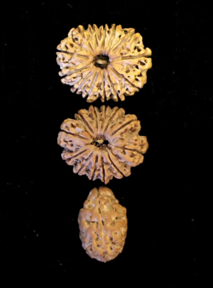 Rudraksha Vak Shuddhi Combination (Communication and persuasion) On Sale