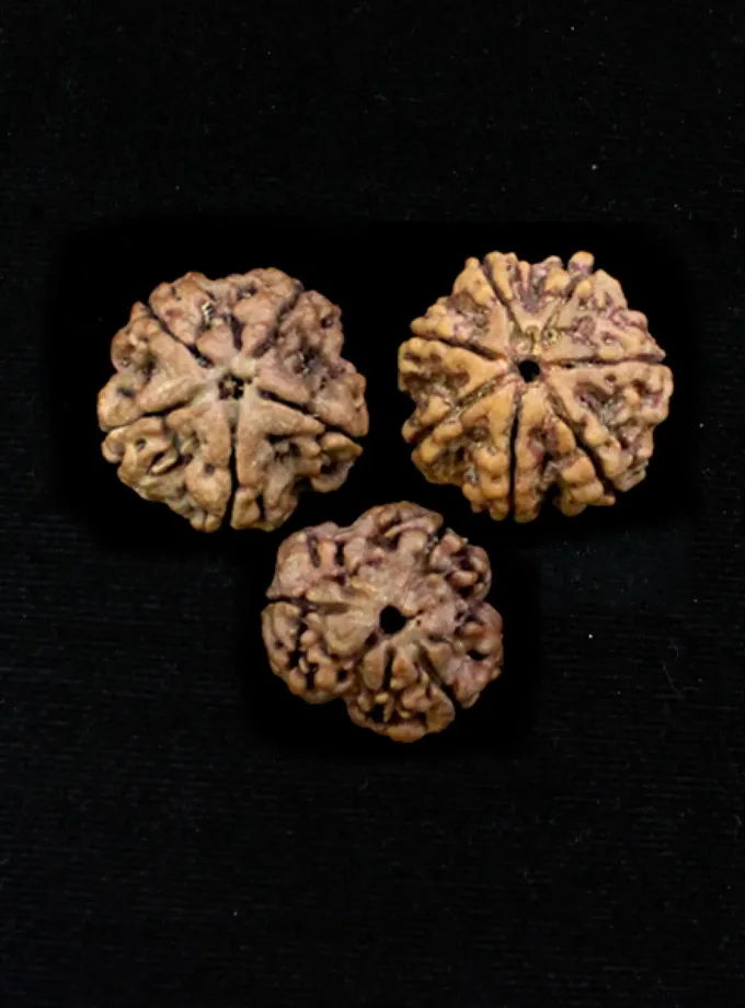 Rudraksha Vidyadhari Saraswati Combination (Knowledge and Wisdom) New Arrival