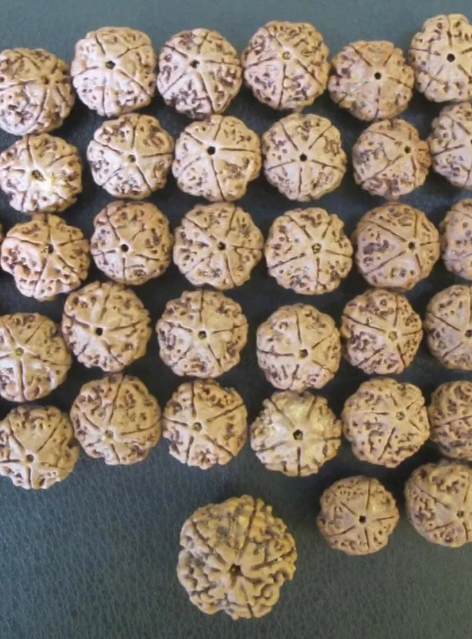 Rudraksha Water Therapy Beads For Sale