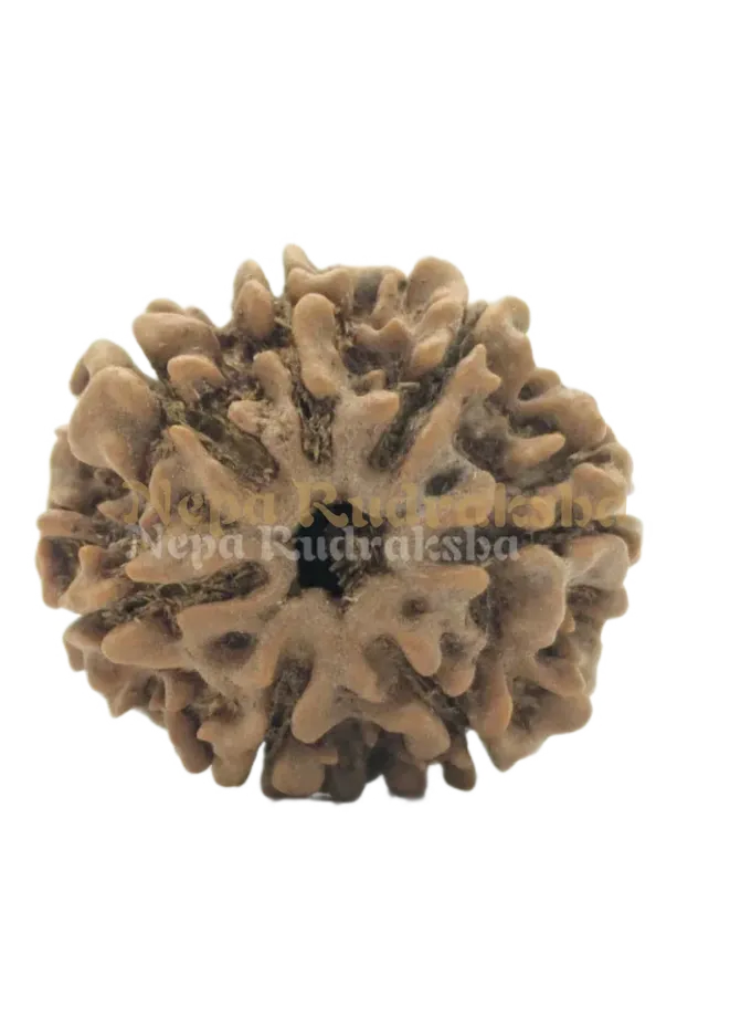 Sacred 7 Mukhi (Medium) Rudraksha Same Day Delivery