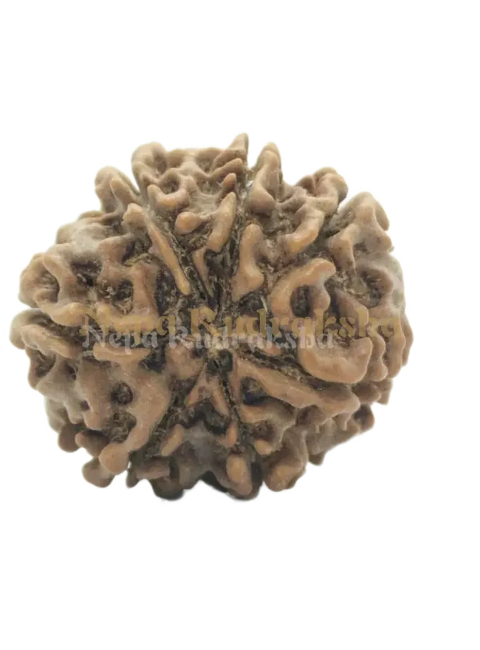 Sacred 7 Mukhi (Medium) Rudraksha Same Day Delivery