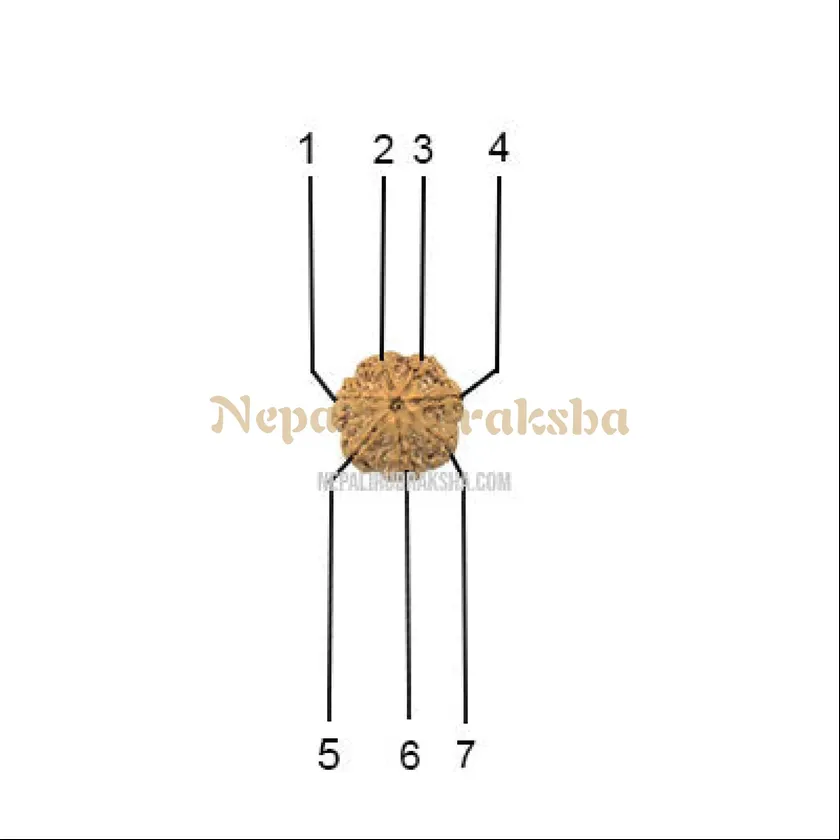 Sacred 7 Mukhi (Medium) Rudraksha Same Day Delivery