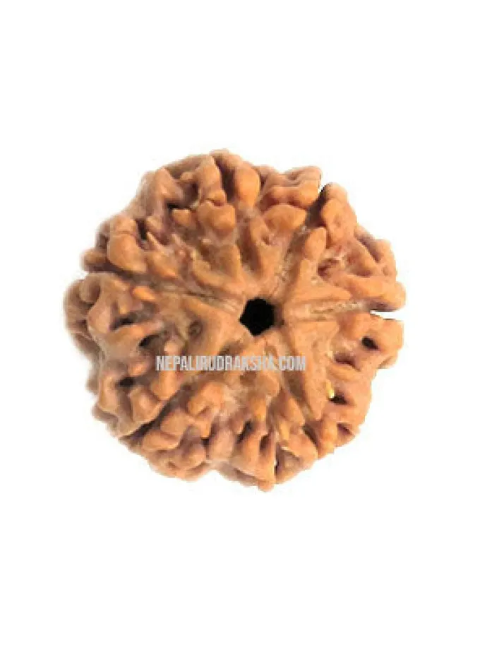 Six Mukhi Rudraksha Same Day Delivery