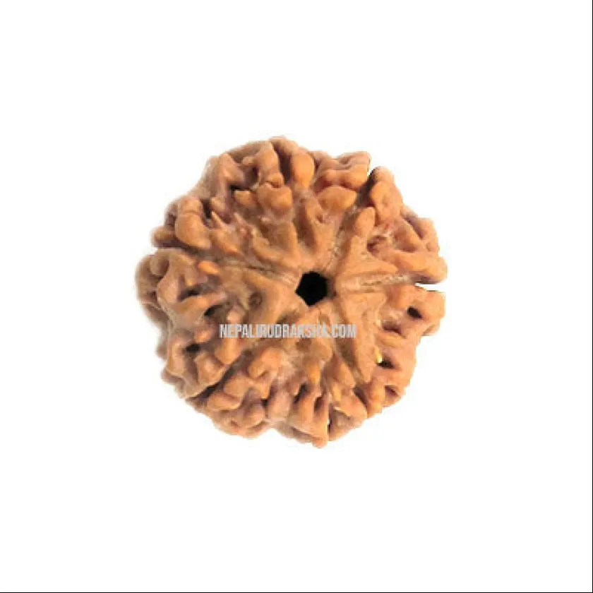 Six Mukhi Rudraksha Same Day Delivery