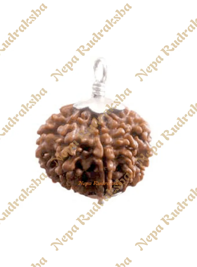 Six Mukhi Rudraksha Same Day Delivery