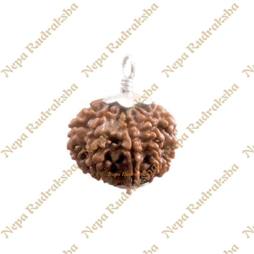 Six Mukhi Rudraksha Same Day Delivery