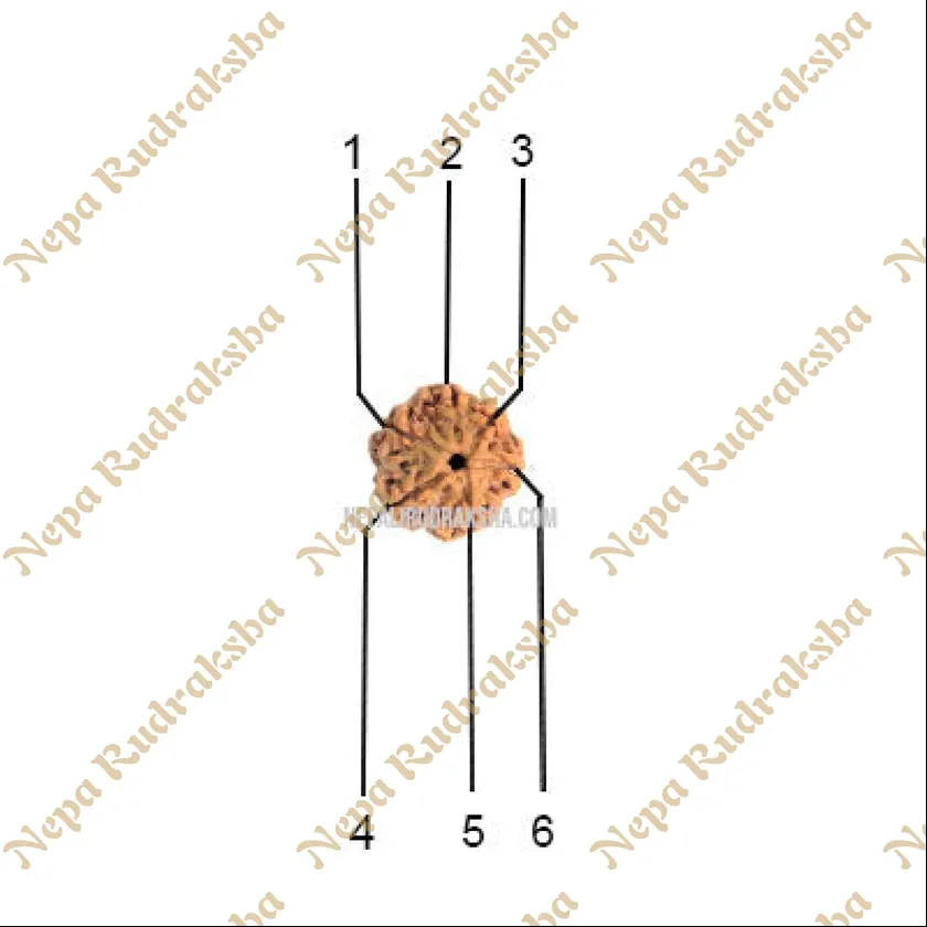 Six Mukhi Rudraksha Same Day Delivery