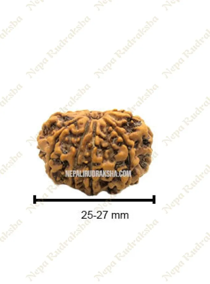 Ten Mukhi Rudraksha New Arrival