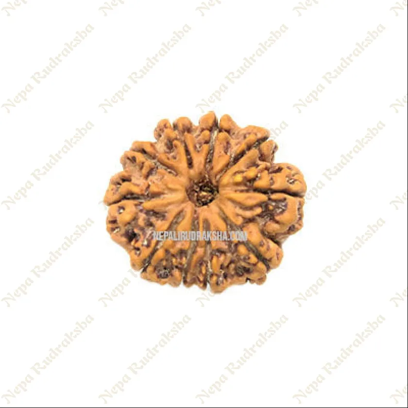 Ten Mukhi Rudraksha New Arrival