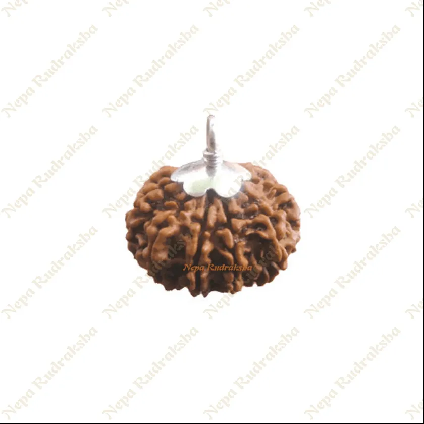 Ten Mukhi Rudraksha New Arrival